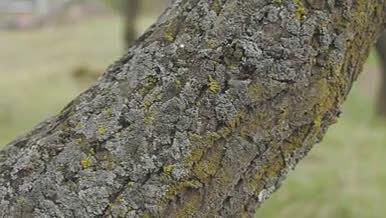 农村树木树纹青苔枯木微生物视频的预览图